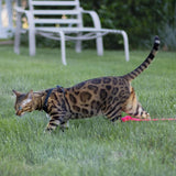 Tydrian Cat Harness and Leash Set, Escape Proof Adjustable Soft Pet Vest Harness for Walking, Breathable No Pull Kitten Harness for Small Medium Cats, Black